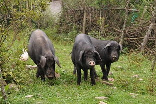 甘溪風味 精選家禽家畜，品味舌尖上的鄉野